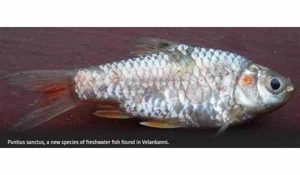 New Species of Fish 'Puntius Sanctus' discovered in Velankanni, Tamil Nadu